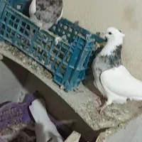 یه جفت طوقی نروماده