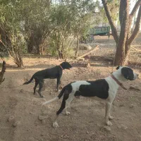 نگهداری از حیوان خانگی