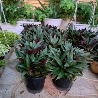 گل زیپلین پاندانوس یخی پتوس|گل و گیاه طبیعی|اصفهان, شاه پسند|دیوار