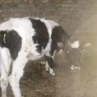 ۴عددگاو|حیوانات مزرعه|ایلخچی, |دیوار