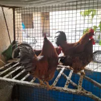 خروس رسمی|حیوانات مزرعه|پاکدشت, پارچین|دیوار