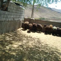 بره نر پرواری