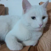 گربه .|گربه|اراک, |دیوار