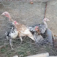 بقلمون زیبا و جوان فروش یا معاوضه|حیوانات مزرعه|جیرفت, |دیوار