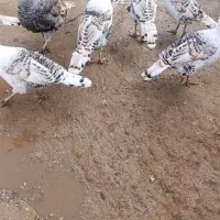 بوقلمون|حیوانات مزرعه|بیرانوند, |دیوار