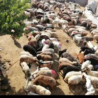 گوسفند زنده کشتاری بره و کاوه میش وشیشک بز و تی بز