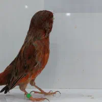 تعدادی قناری رسمی بلند.سوپر.توپاز.موزائکی.سبز چمنی|پرنده|اهواز, کوروش|دیوار