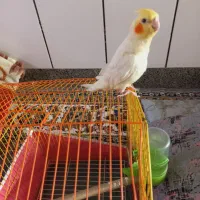 عروس هلندی نر