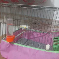 قناری موزاییکی