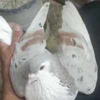 کبوتر نقش