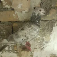 کبوتر دورگ پلاکی رنگی