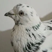 کبوتر|پرنده|اردبیل, |دیوار