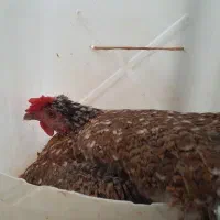 مرغ کرک زیبا