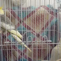 عروس هلندی   تخم گزار