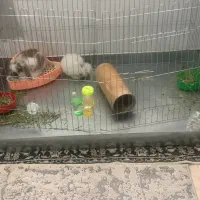 خرگوش لوپ نر با قفس|موش و خرگوش|ساری, |دیوار