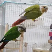 گرینچیک مولد آماده