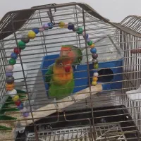 طوطی برزیلی نروماده