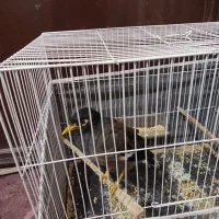 مرغ مینا سخنگو