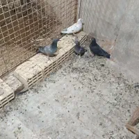 زاجر کیلومتری