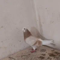 ماده شازده زرد