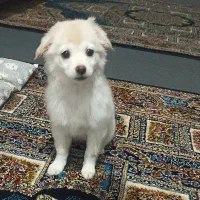 توله سه ماهه فوق‌العاده خوشگل و بازیگوش|سگ|قم, صفائیه|دیوار