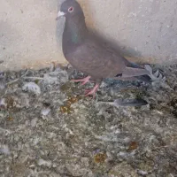 فروش تعدادکبوتر|پرنده|فسا, |دیوار