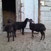 بره نروماده قزل