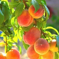 توزیع نهال هلو زعفرانی گلدانی