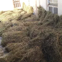 فروش علف درجه یک