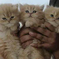 توله پرشین خالص