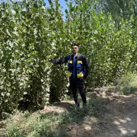 پخش نهال صنوبر نیگرا یکساله فقط۱۵ هزار