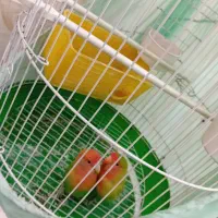 جفت طوطی برزیلی معاوضه با سگ شیتزو