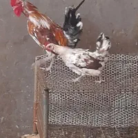 مرغ گلین لری  باجوجه
