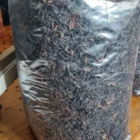 چای بهاره دستی  محلی  از باغات املش