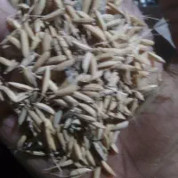 تخم جو هاشمی