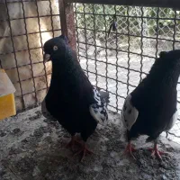 چندجوجه جوانه سه چهار پره همه نرجفت ۳۰۰هزار|پرنده|مشهد, توس (بلوار توس)|دیوار