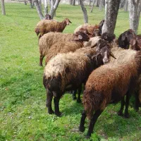 به تعدادی  گوسفندان با بره وشیری  دهی