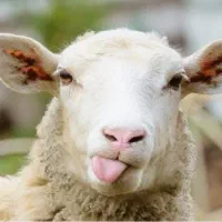 قصاب ماهر