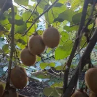 کیوی درجه یک سر درختی|عمدهفروشی|رشت, نامجو|دیوار