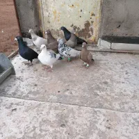 کفترقزوینی|پرنده|قیدار, |دیوار