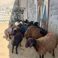 بره گوسفند موجود همراه با سلاخ