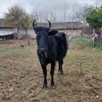 گاولیشه چالوسی ودورگ محلی ۸ ماه شکم ۲راس