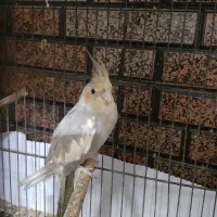 پرنده|پرنده|بندر امام خمینی, |دیوار