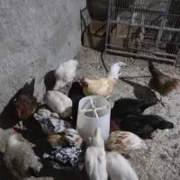 تخمه نطفه داره دورگ و لاری