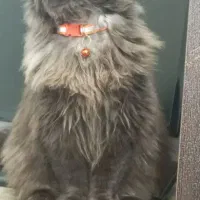 گربه اسکاتیش لانگ هیر