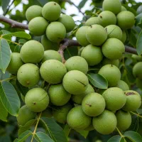 خرید مستقیم نهال بادام لیبل‌دار ضمانت اصالت وسلامت|خدمات باغبانی و درختکاری|ارومیه, |دیوار