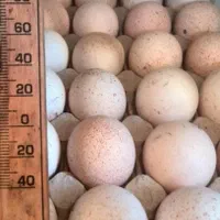 تخم نطفه دار بوقلمون برنز