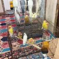 عروس هلندی وطوطی برزیلی اروندکنار