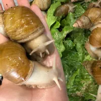 حلزون آچاتانیا|خزنده|تهران, مسعودیه|دیوار