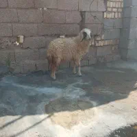 بره ماده